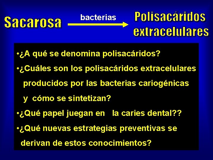 bacterias • ¿A qué se denomina polisacáridos? • ¿Cuáles son los polisacáridos extracelulares producidos