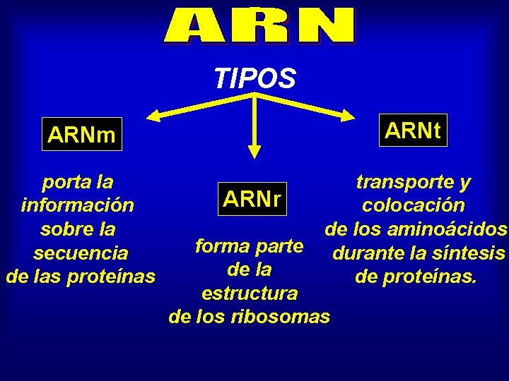 TIPOS ARNm ARNt porta la información sobre la secuencia de las proteínas transporte y