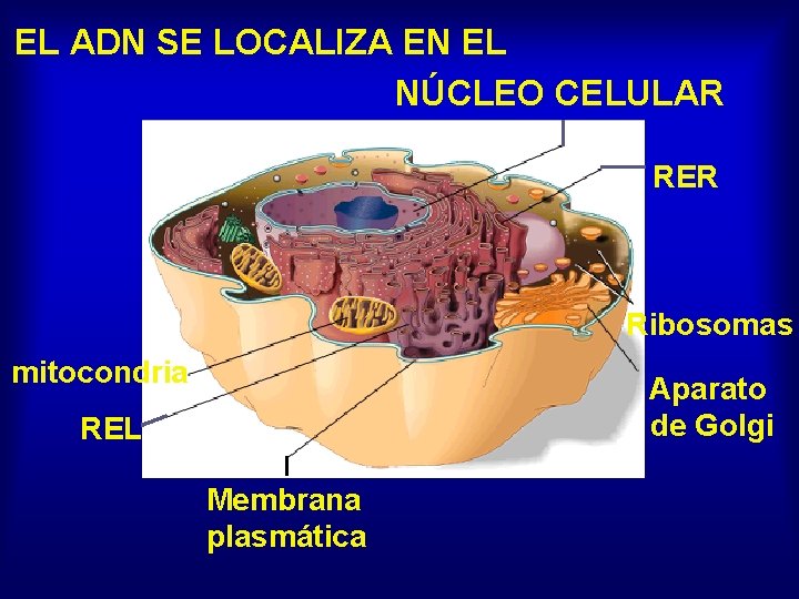 EL ADN SE LOCALIZA EN EL NÚCLEO CELULAR RER Ribosomas mitocondria Aparato de Golgi