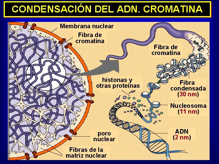 CONDENSACIÓN DEL ADN. CROMATINA Membrana nuclear Fibra de cromatina histonas y otras proteínas Fibra