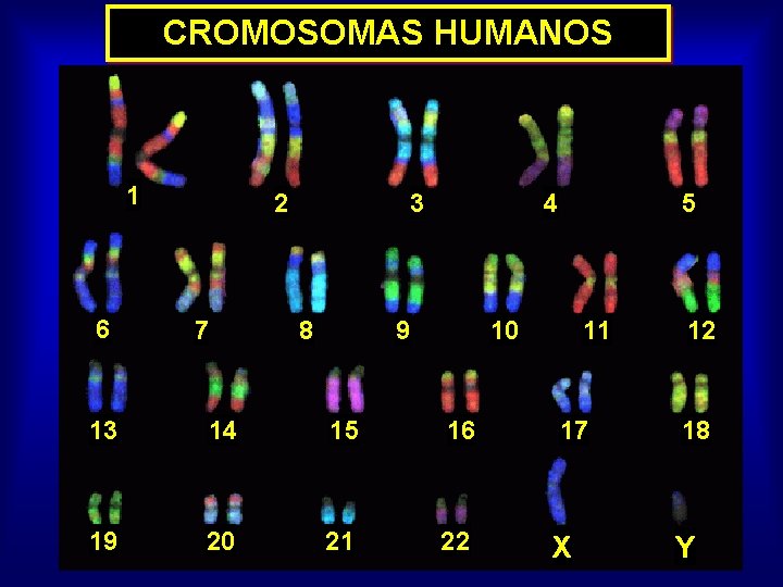 CROMOSOMAS HUMANOS 1 6 2 7 3 8 4 9 5 10 13 14