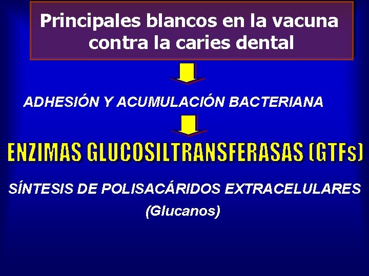 Principales blancos en la vacuna contra la caries dental ADHESIÓN Y ACUMULACIÓN BACTERIANA SÍNTESIS