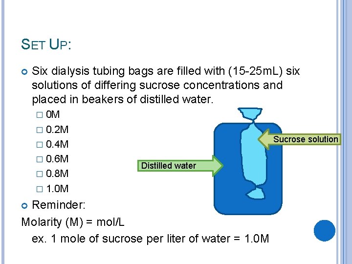 SET UP: Six dialysis tubing bags are filled with (15 -25 m. L) six