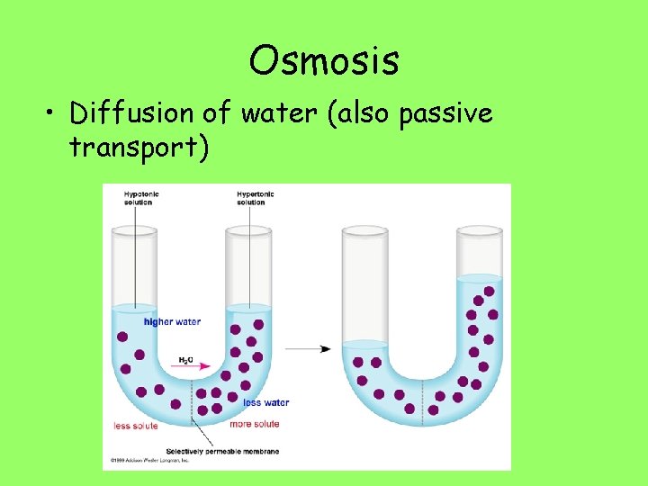 Osmosis • Diffusion of water (also passive transport) 