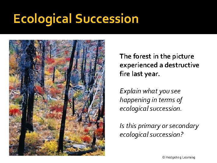 Ecological Succession The forest in the picture experienced a destructive fire last year. Explain
