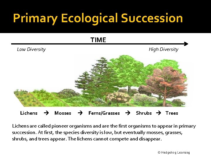 Primary Ecological Succession TIME Low Diversity Lichens High Diversity Mosses Ferns/Grasses Shrubs Trees Lichens