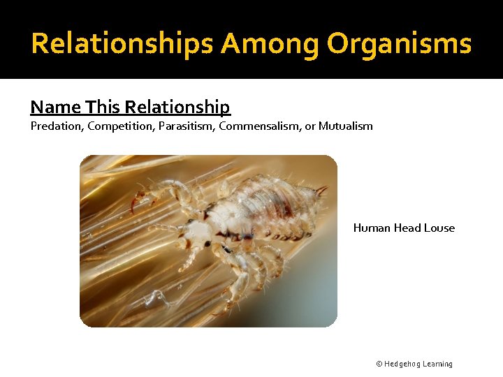 Relationships Among Organisms Name This Relationship Predation, Competition, Parasitism, Commensalism, or Mutualism Human Head