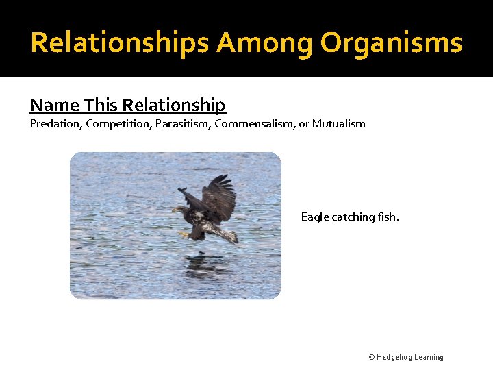 Relationships Among Organisms Name This Relationship Predation, Competition, Parasitism, Commensalism, or Mutualism Eagle catching