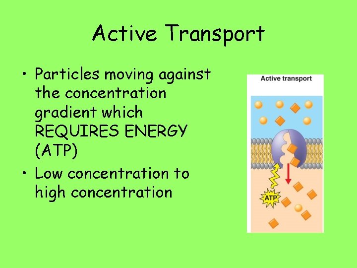 Active Transport • Particles moving against the concentration gradient which REQUIRES ENERGY (ATP) •