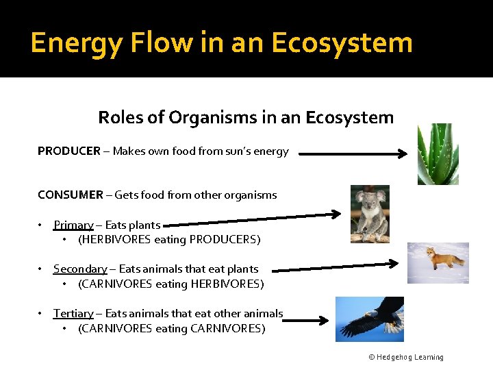 Energy Flow in an Ecosystem Roles of Organisms in an Ecosystem PRODUCER – Makes