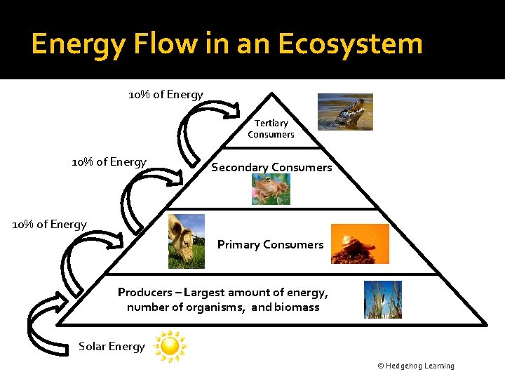 Energy Flow in an Ecosystem 10% of Energy Tertiary Consumers 10% of Energy Secondary