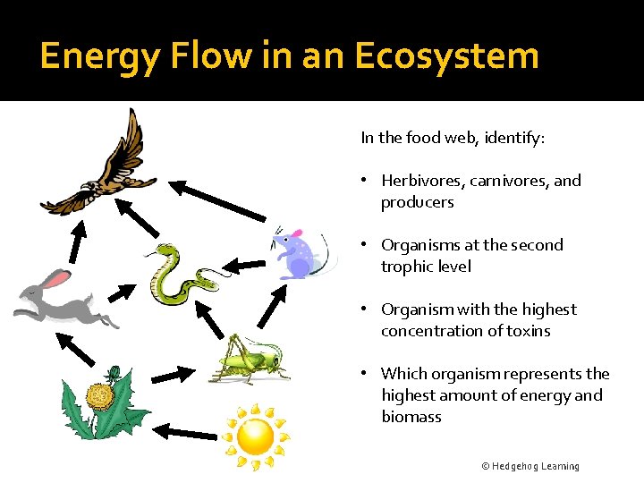 Energy Flow in an Ecosystem In the food web, identify: • Herbivores, carnivores, and