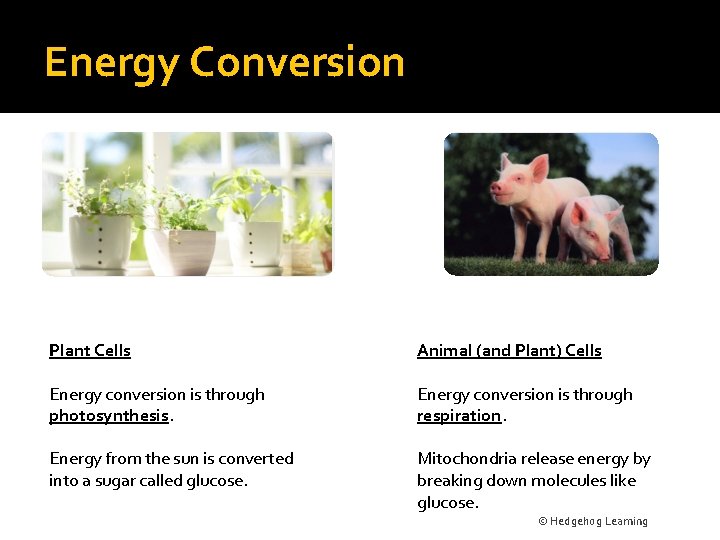 Energy Conversion Plant Cells Animal (and Plant) Cells Energy conversion is through photosynthesis. Energy