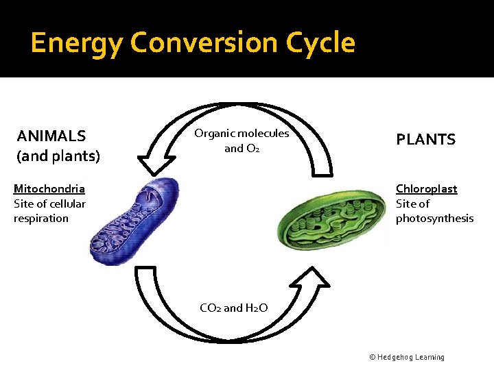 Energy Conversion Cycle ANIMALS (and plants) Organic molecules and O 2 Mitochondria Site of