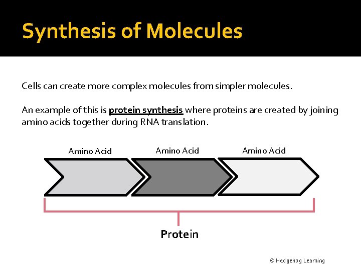 Synthesis of Molecules Cells can create more complex molecules from simpler molecules. An example
