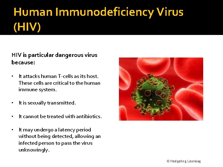 Human Immunodeficiency Virus (HIV) HIV is particular dangerous virus because: • It attacks human