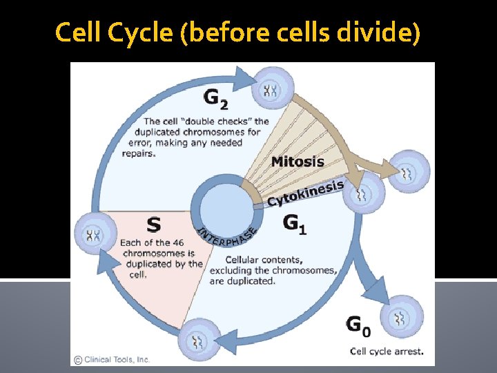 Cell Cycle (before cells divide) 