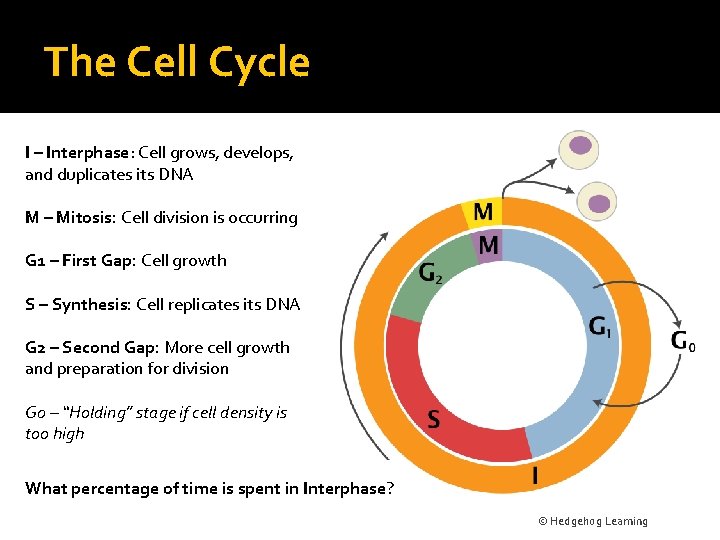 The Cell Cycle I – Interphase: Cell grows, develops, and duplicates its DNA M