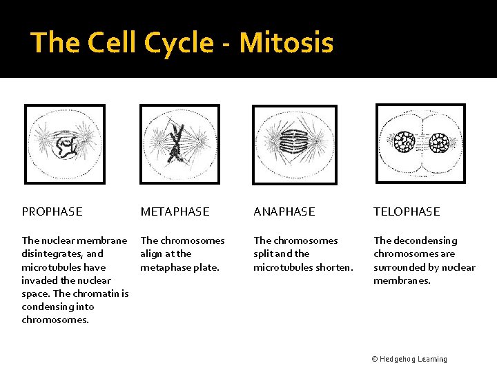 The Cell Cycle - Mitosis PROPHASE METAPHASE ANAPHASE TELOPHASE The nuclear membrane disintegrates, and