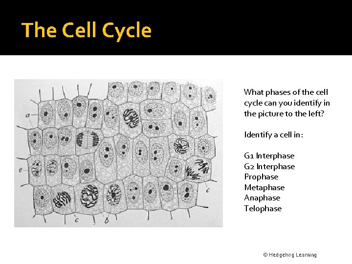 The Cell Cycle What phases of the cell cycle can you identify in the