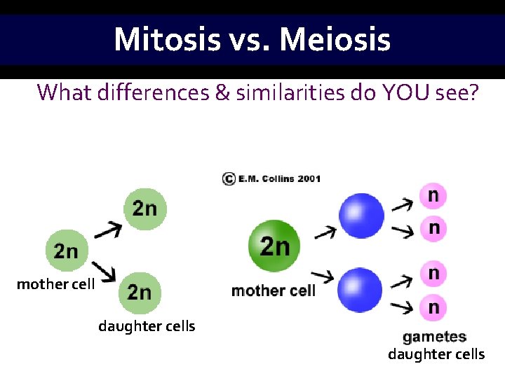 Mitosis vs. Meiosis What differences & similarities do YOU see? mother cell daughter cells