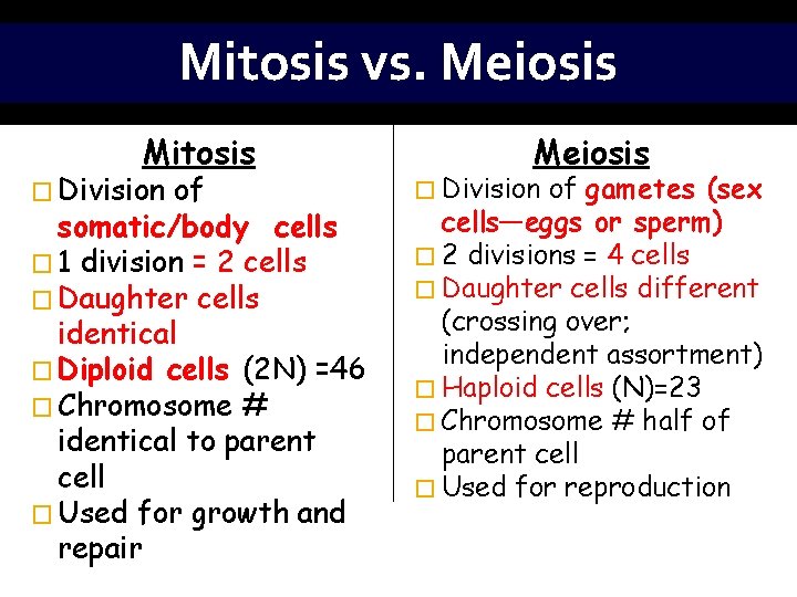 Mitosis vs. Meiosis Mitosis � Division of somatic/body cells � 1 division = 2