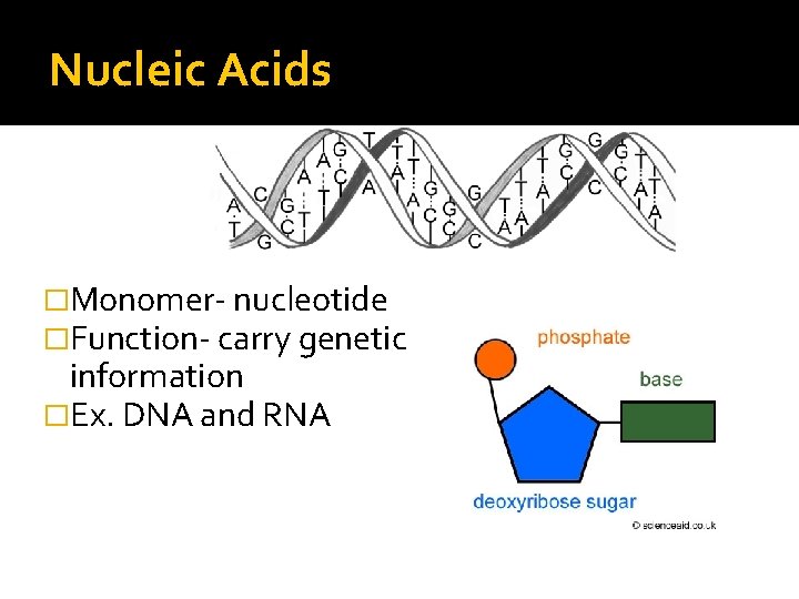 Nucleic Acids �Monomer- nucleotide �Function- carry genetic information �Ex. DNA and RNA 