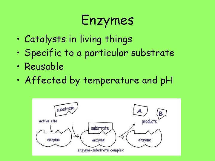 Enzymes • • Catalysts in living things Specific to a particular substrate Reusable Affected