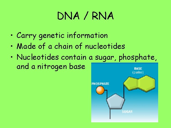 DNA / RNA • Carry genetic information • Made of a chain of nucleotides