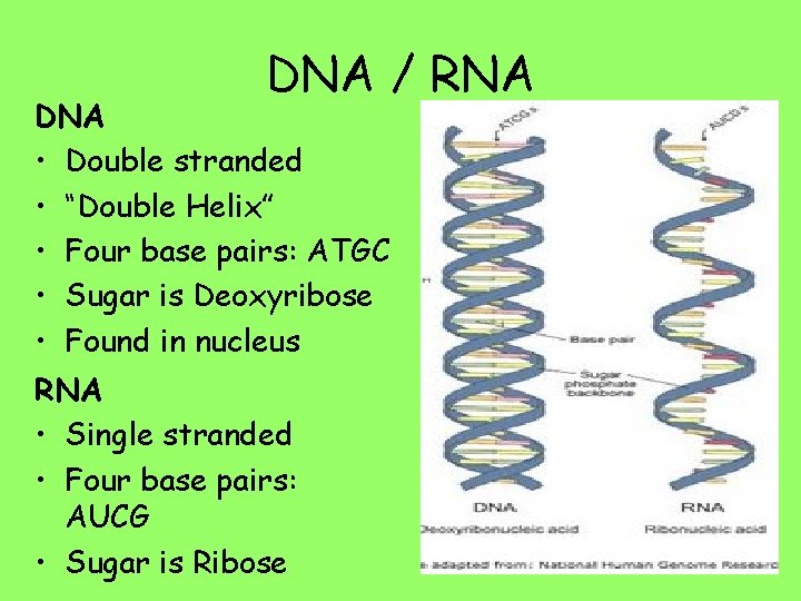 DNA / RNA DNA • Double stranded • “Double Helix” • Four base pairs: