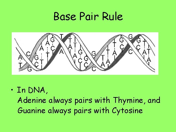 Base Pair Rule • In DNA, Adenine always pairs with Thymine, and Guanine always