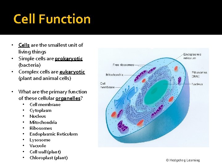 Cell Function • Cells are the smallest unit of living things • Simple cells