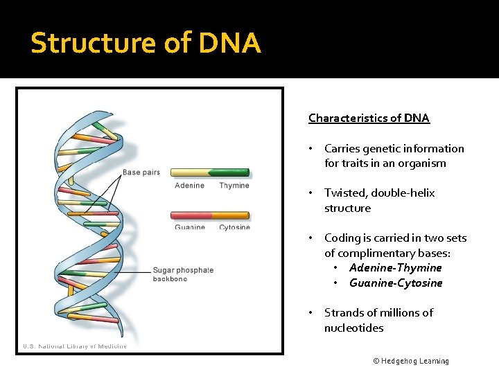 Structure of DNA Characteristics of DNA • Carries genetic information for traits in an