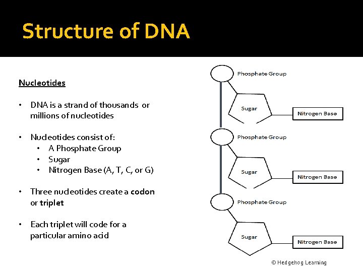 Structure of DNA Nucleotides • DNA is a strand of thousands or millions of