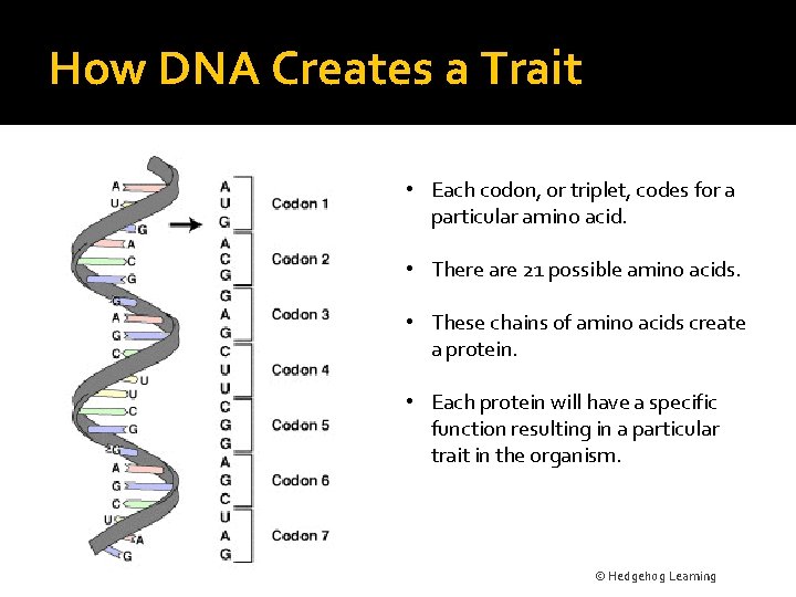 How DNA Creates a Trait • Each codon, or triplet, codes for a particular