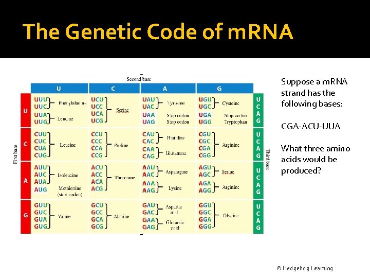 The Genetic Code of m. RNA Suppose a m. RNA strand has the following