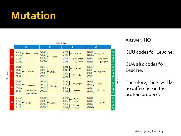 Mutation Answer: NO CUU codes for Leucine. CUA also codes for Leucine. Therefore, there