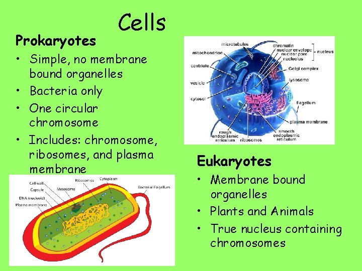 Prokaryotes Cells • Simple, no membrane bound organelles • Bacteria only • One circular
