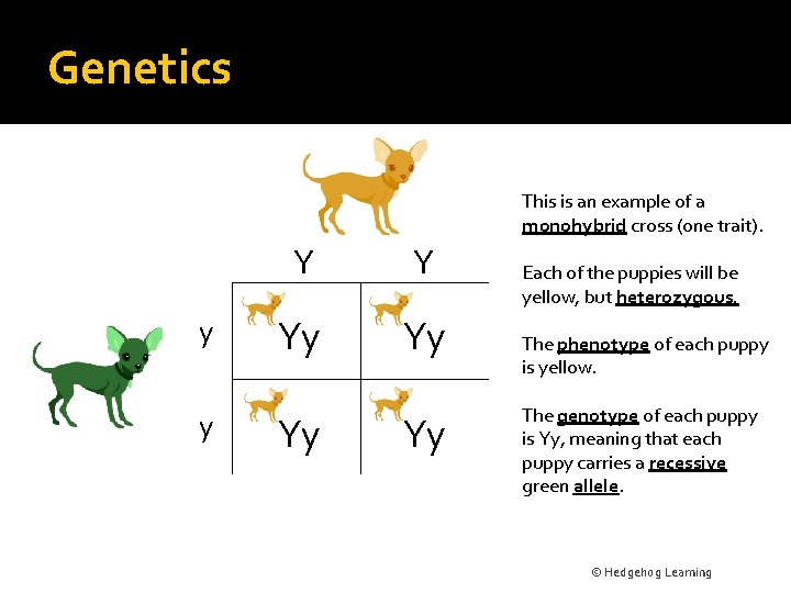 Genetics This is an example of a monohybrid cross (one trait). y y Y