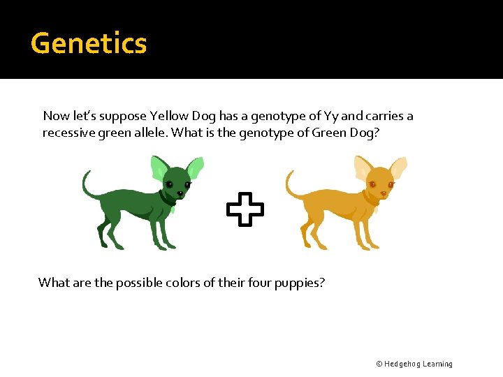 Genetics Now let’s suppose Yellow Dog has a genotype of Yy and carries a