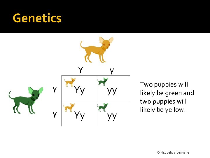 Genetics Y y y Yy yy Two puppies will likely be green and two