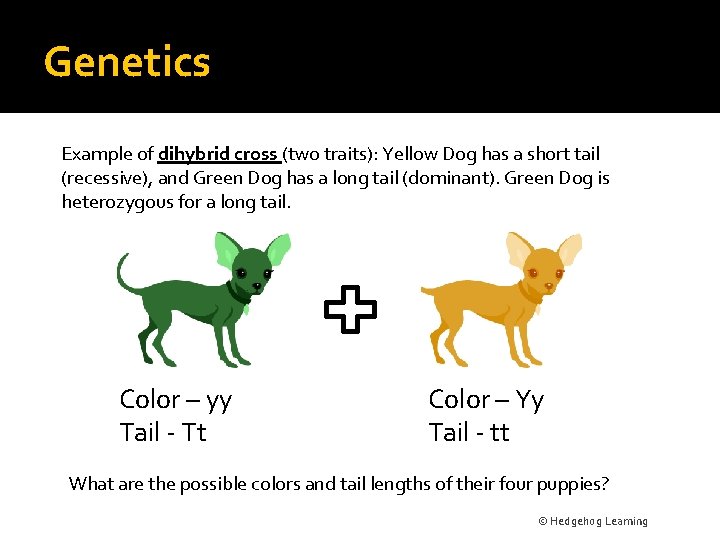Genetics Example of dihybrid cross (two traits): Yellow Dog has a short tail (recessive),