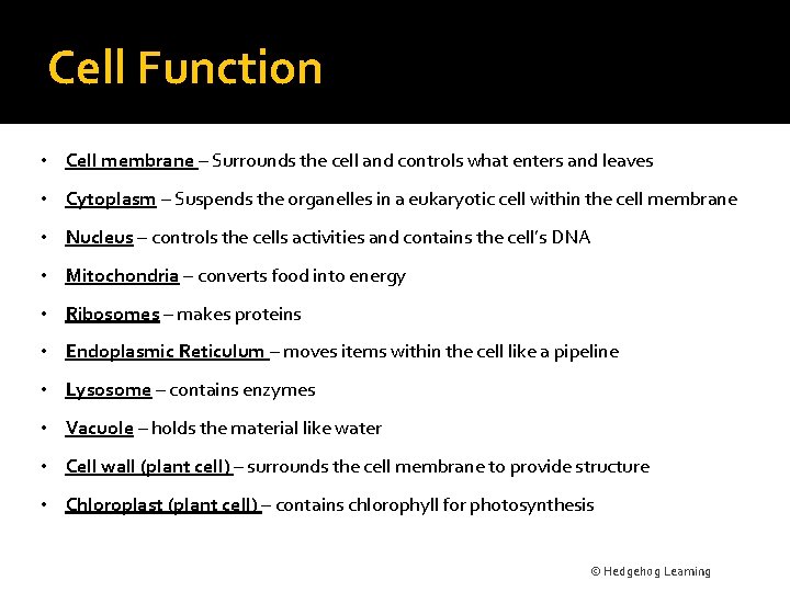 Cell Function • Cell membrane – Surrounds the cell and controls what enters and