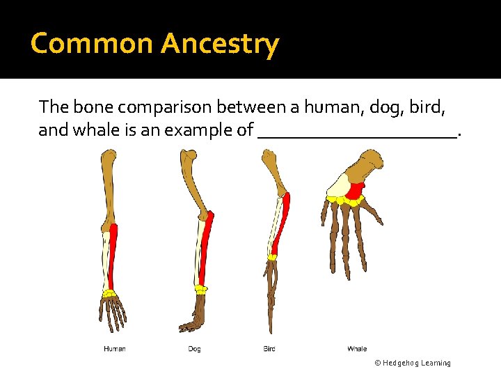 Common Ancestry The bone comparison between a human, dog, bird, and whale is an