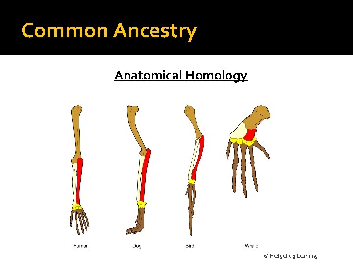 Common Ancestry Anatomical Homology © Hedgehog Learning 