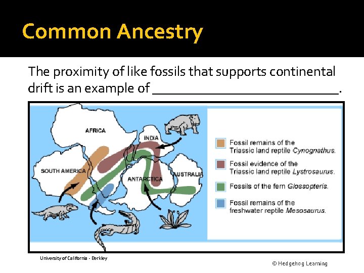 Common Ancestry The proximity of like fossils that supports continental drift is an example