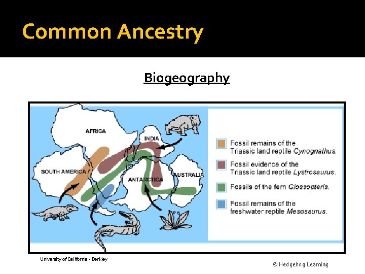 Common Ancestry Biogeography University of California - Berkley © Hedgehog Learning 