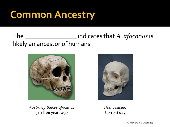 Common Ancestry The ________ indicates that A. africanus is likely an ancestor of humans.