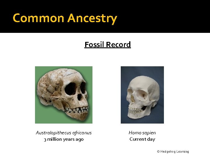 Common Ancestry Fossil Record Australopithecus africanus 3 million years ago Homo sapien Current day