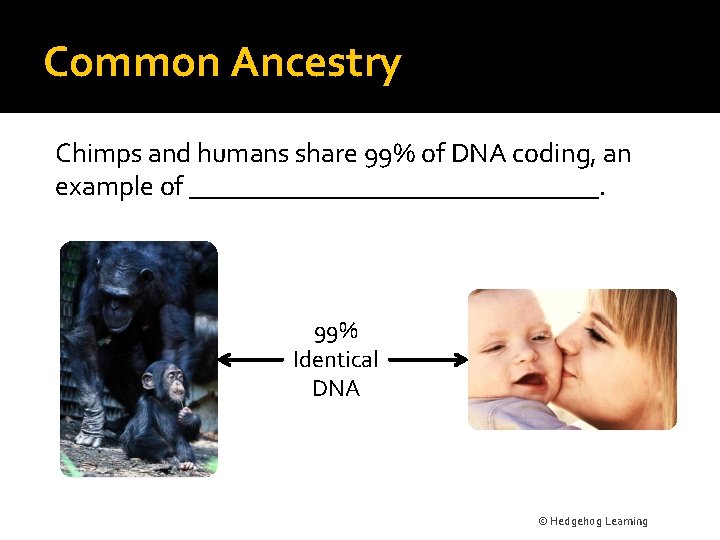 Common Ancestry Chimps and humans share 99% of DNA coding, an example of _______________.